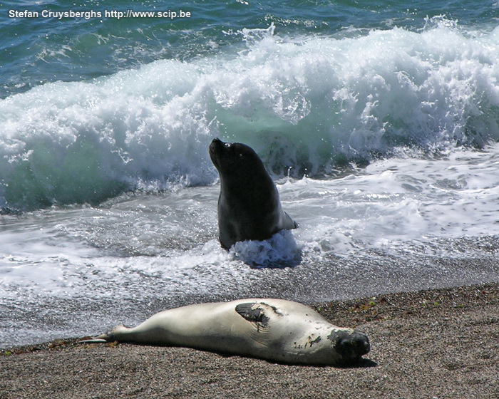 Peninsula Valdes - Elephant seal  Stefan Cruysberghs